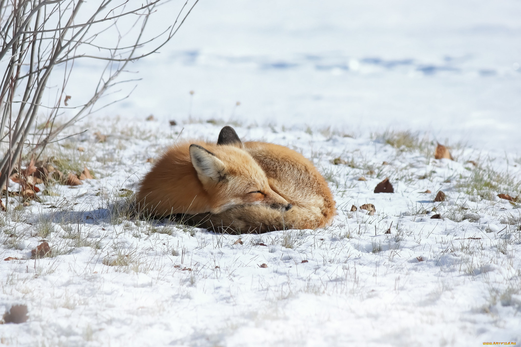 Fox org. Лиса мышкует. Лиса зимой. Лиса в снегу. Лиса лежит.